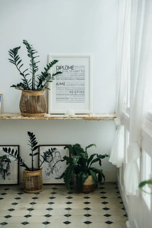 Un Diplômé(e) avec des plantes et un tableau encadré au mur.