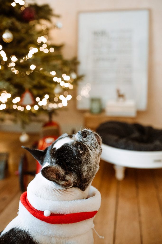 Un chien portant un collier cadeau de Noël regardant un arbre de Noël.