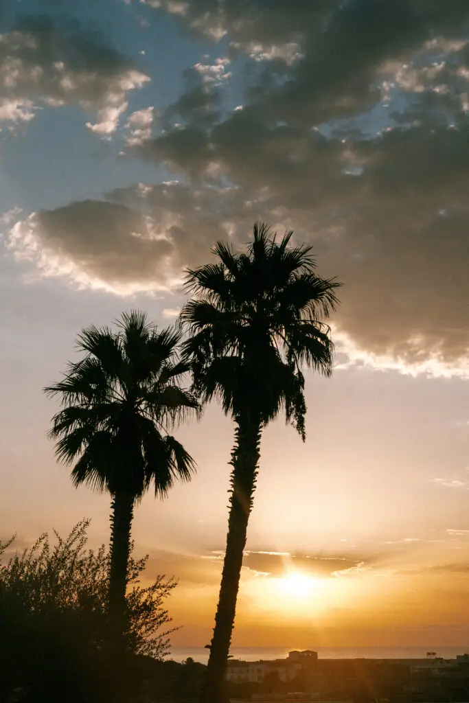 Deux grands palmiers se découpent sur un ciel au coucher du soleil parsemé de nuages, avec des bâtiments visibles au loin et le soleil bas à l'horizon.
